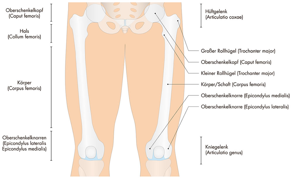 Oberschenkel Knochenaufbau